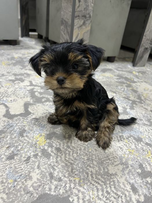 Продаются щенки йоршеского терьера