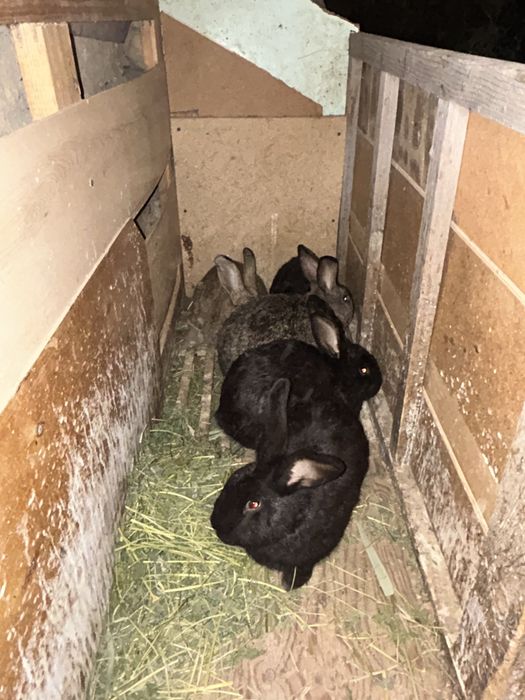 Еркек қояндар сатылады