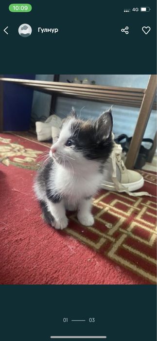 Маленькие котики