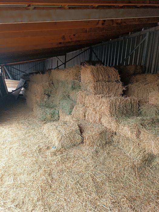 Сено клевер жоңышқа