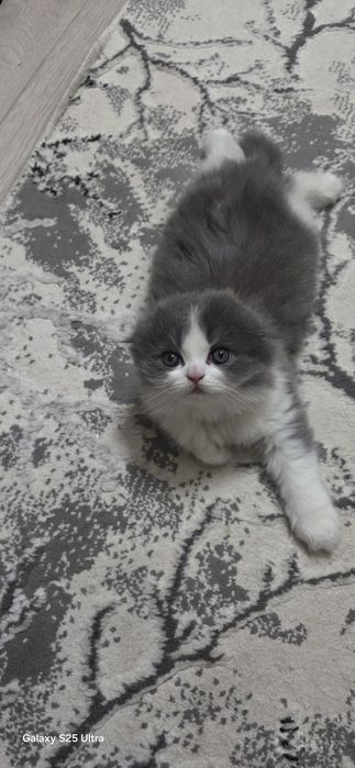 Продаётся мальчик скотиш фолд