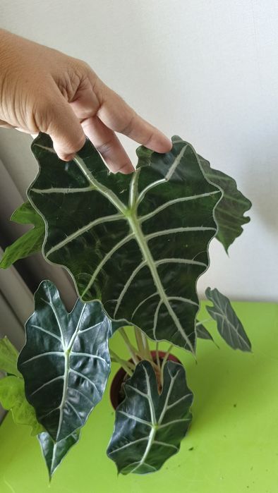 Алакозия сорт Полли