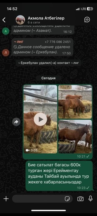 Продам жеребую кабылу