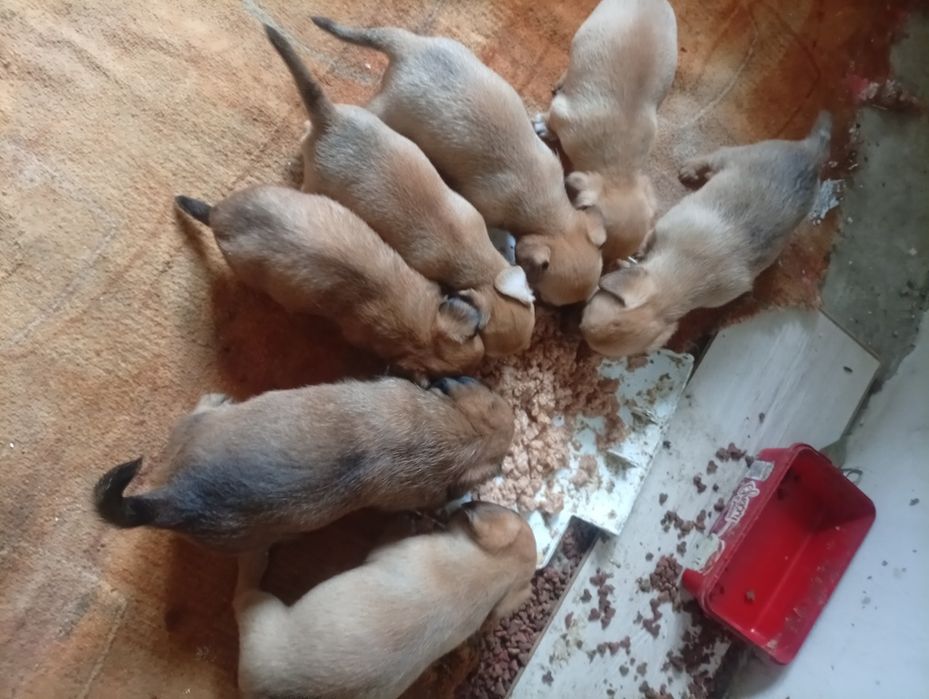 Dau spre adopție căței talie mica gratuit