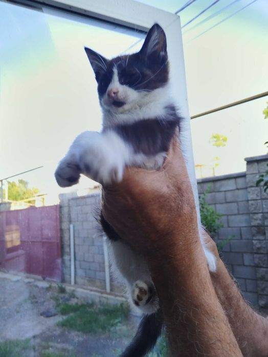 Отдам котят в хорошие руки