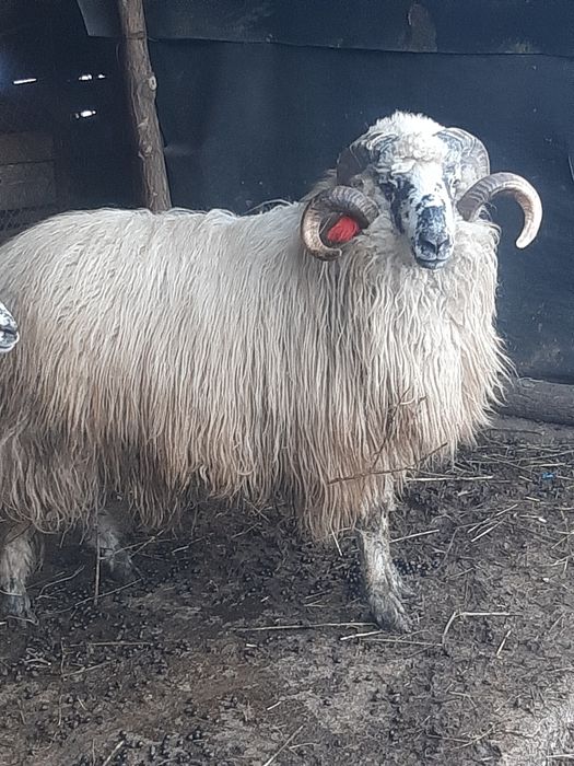 Berbec tânăr, exemplar deosebit