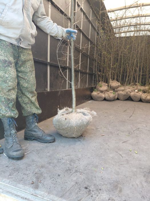 Липа мелколисная