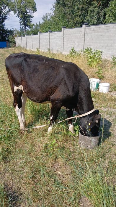 Продам двух бычков