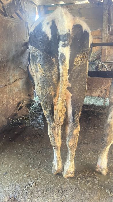 Бычки черна белые