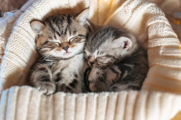 Отдам британских котят в добрые руки