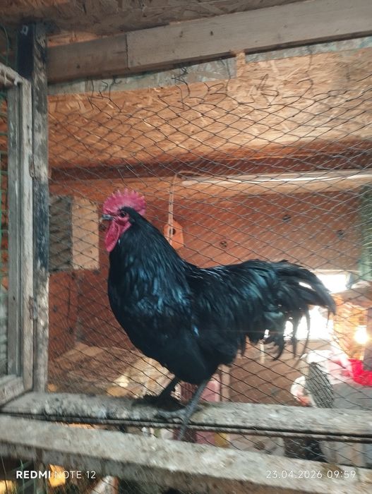 Яйцо для инкубатора