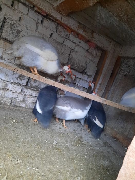 Vând bibiloi tineri