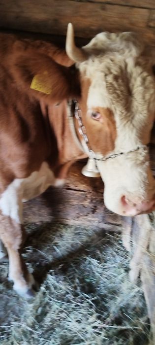 Vaca tinara de vânzare