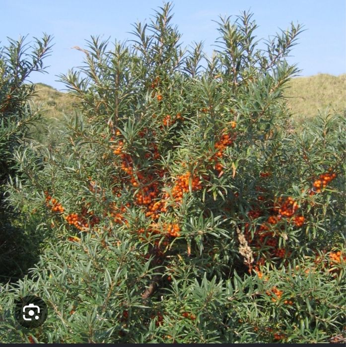 Catina bio congelat