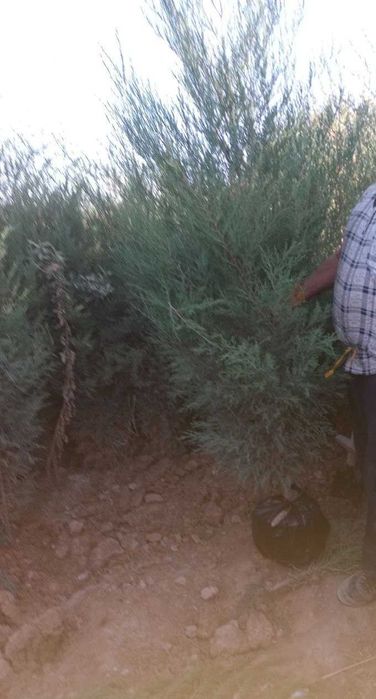 Арча Можжевельник кучатлари