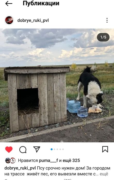 Пристраевается пёс мальчик молодой