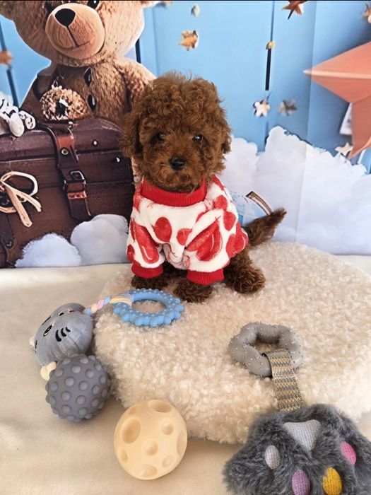 Пудел той с родасловие / Poodle toy
