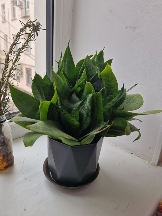 сансевиерия - комнатное растение