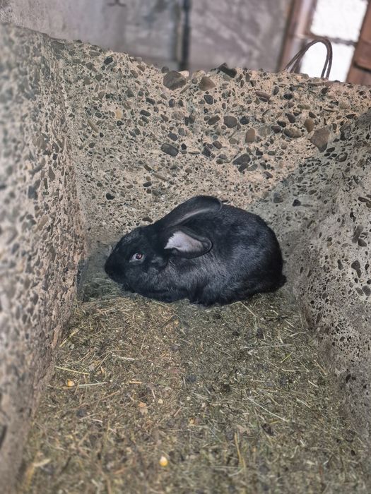 Vând iepuri ,3 iepuroaice ,2 iepuroi