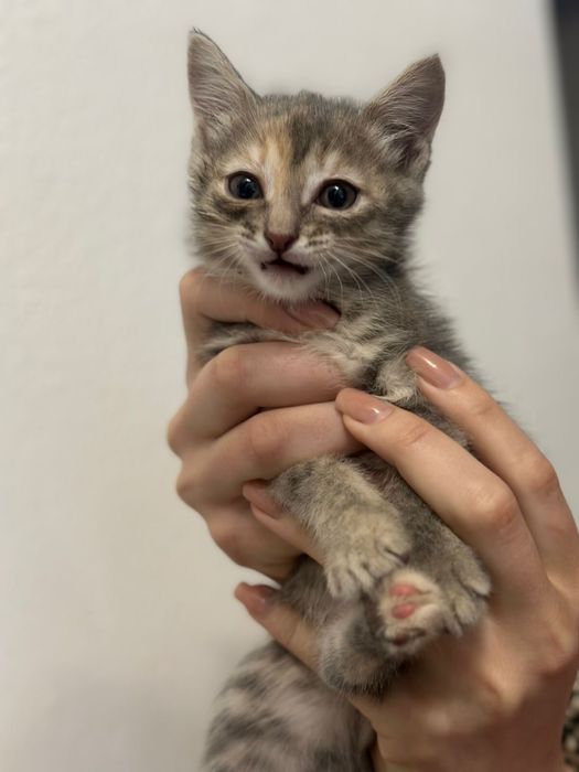 Отдам котенка ДЕВОЧКу в добрые руки