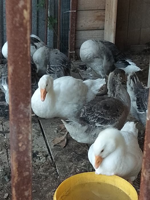 Продам гусят домашних