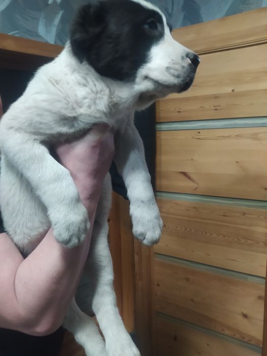 В продаже шикарная Деваха Алабая.