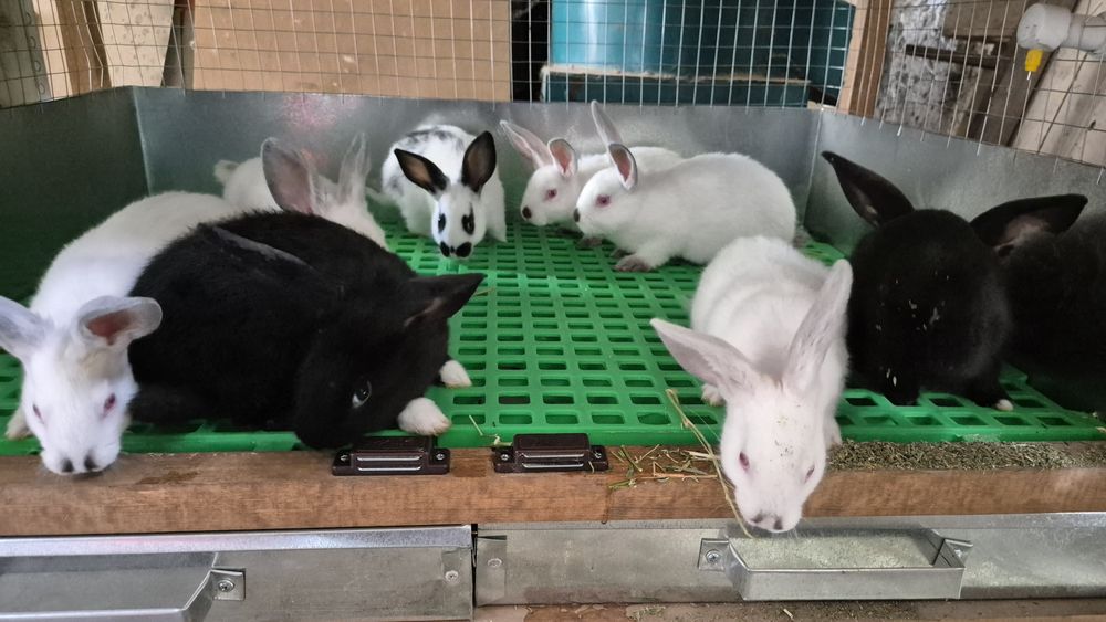 Соглом куёнчалар сотилади 50миндан . Бухоро шахар