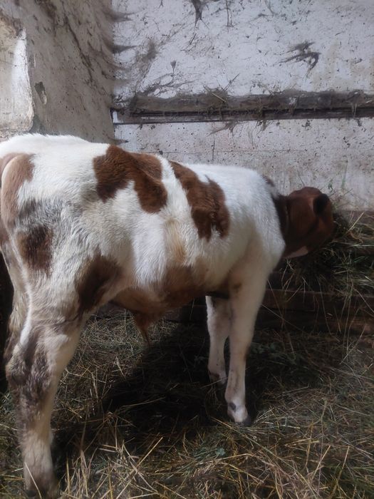 Tauras intarcat  de 3 luni jua Mures
