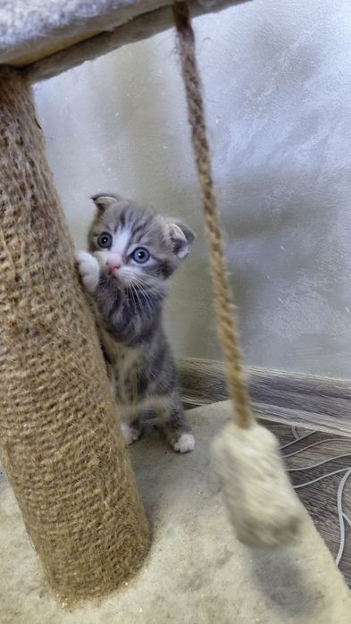 Вислоухие котята