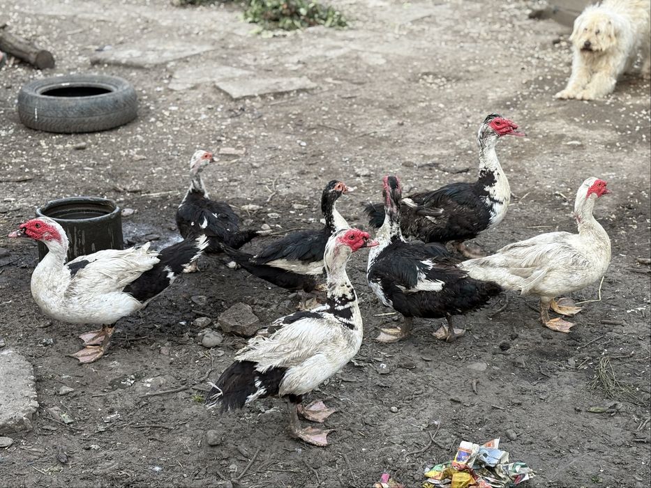 Vand 5 ratoi lesesti de anu trecut