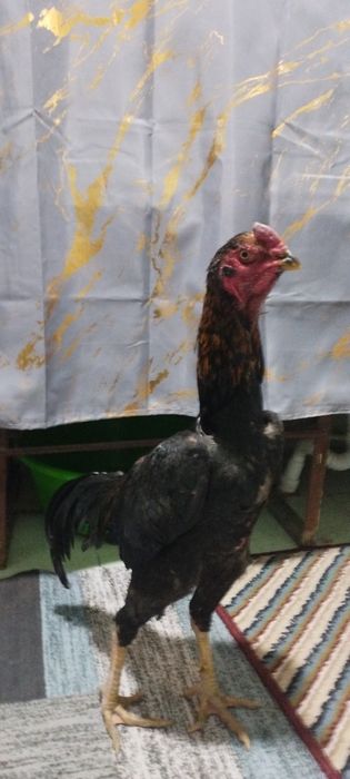 Dakan xoʻroz sotiladi