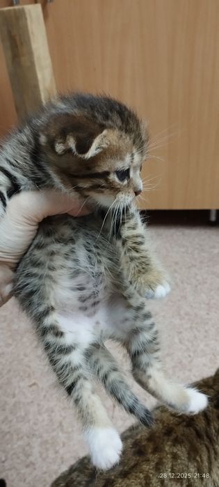 Котята вислоухие