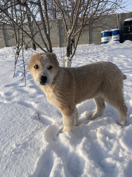 Щенок тобет мальчик срочно