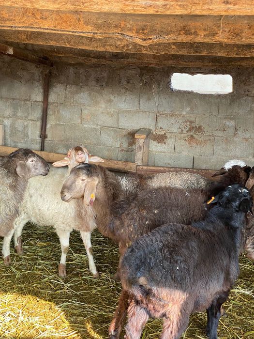 Кошкарлар Семиз саудасы бар