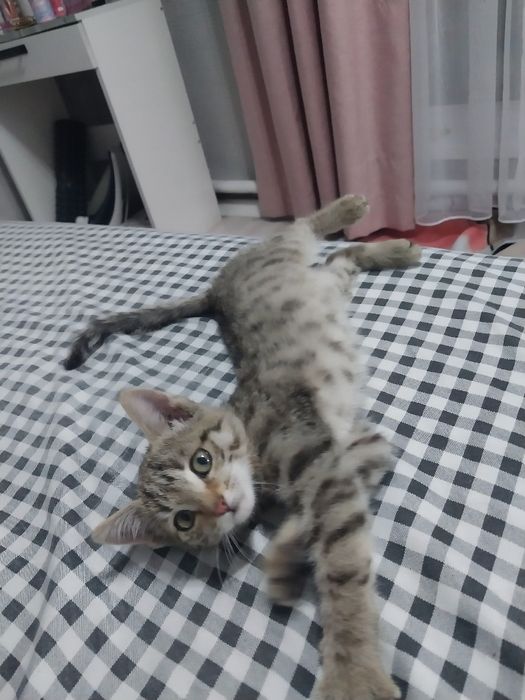 Отдам котёнка в добрые руки