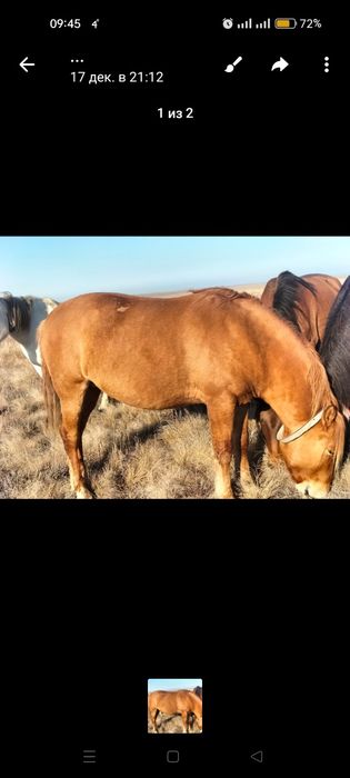 Сауын бие сатылады