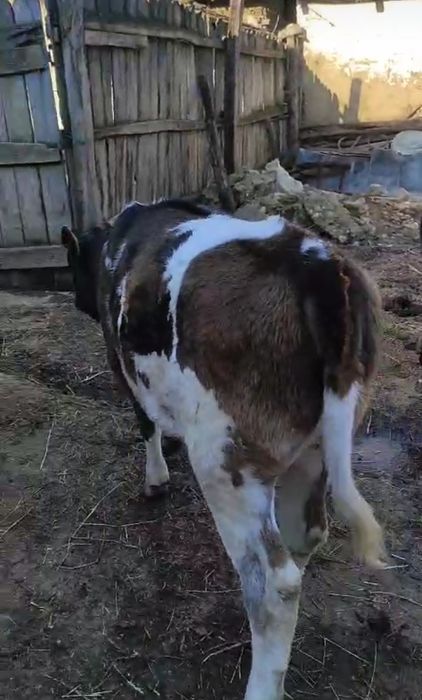 Vițele spre vânzare.