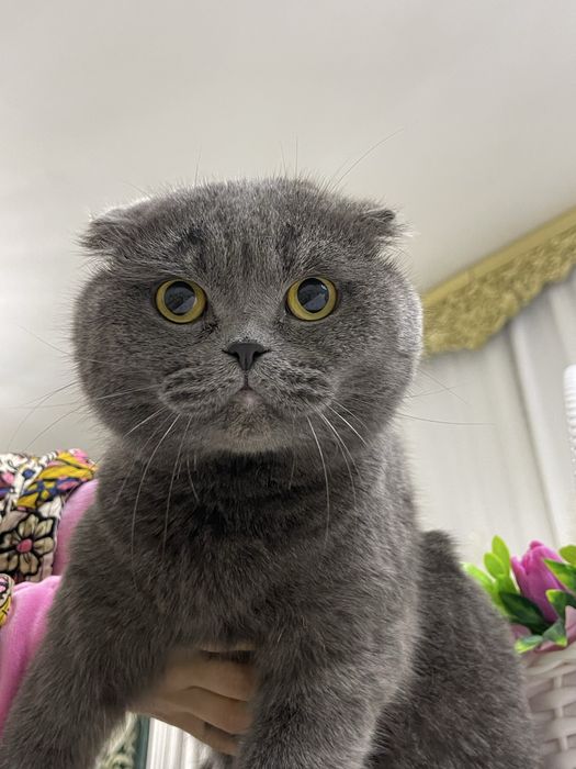 Scottish Fold 1йошга тулмаган