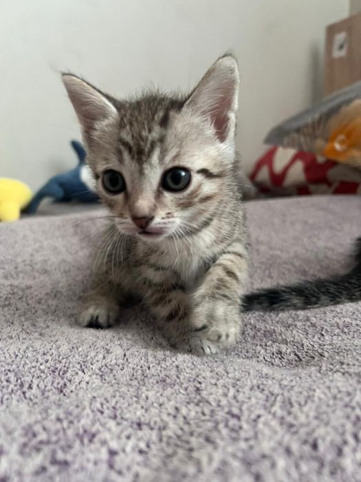 отдам бесплатно котят