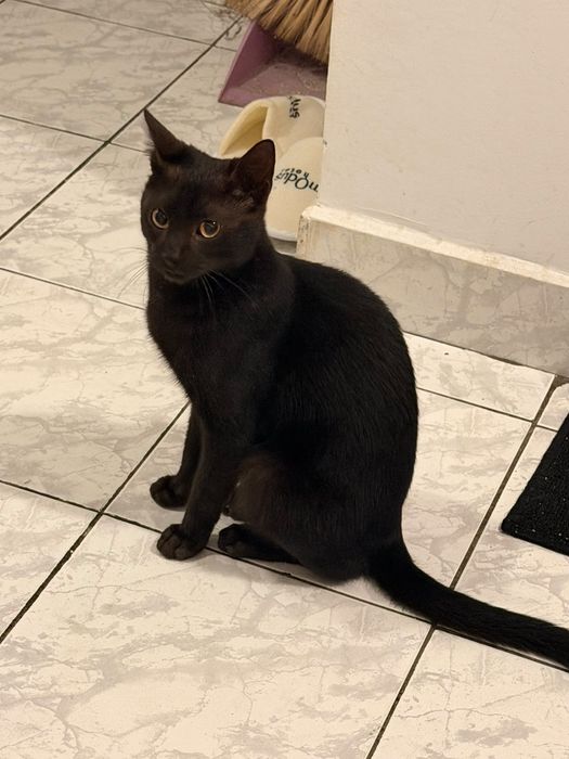 Pisică pt adopție