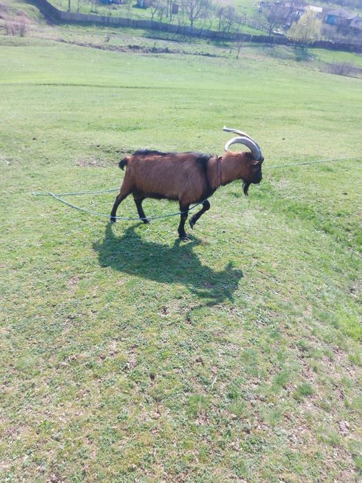 Tap Alpin francez de vanzare