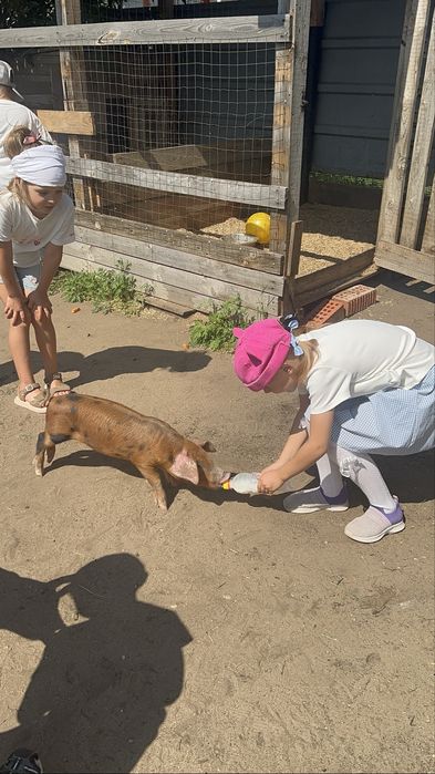 Продам поросят 3 месяца
