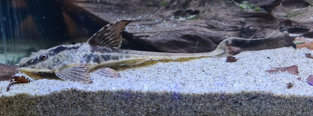 Лорикария Рио Атабапо