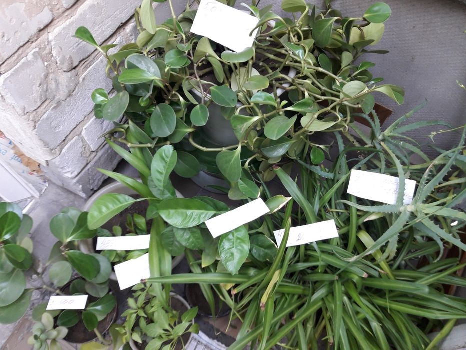 Цветок комнатный.