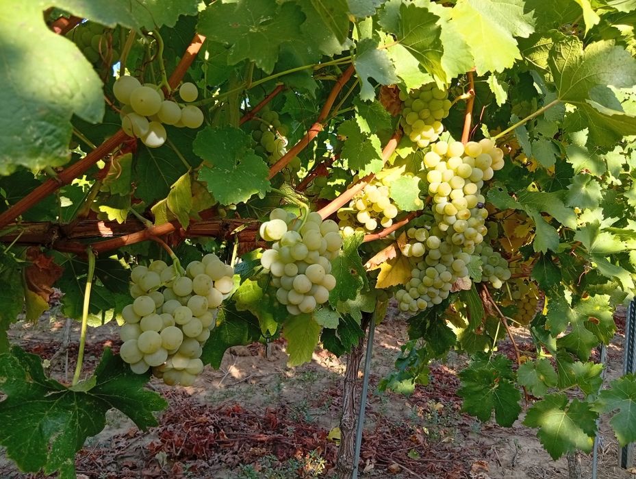 Struguri pentru vin Otonel