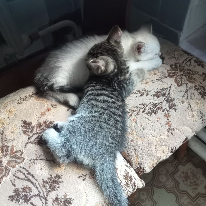 Отдам котят в надёжные, добрые руки.