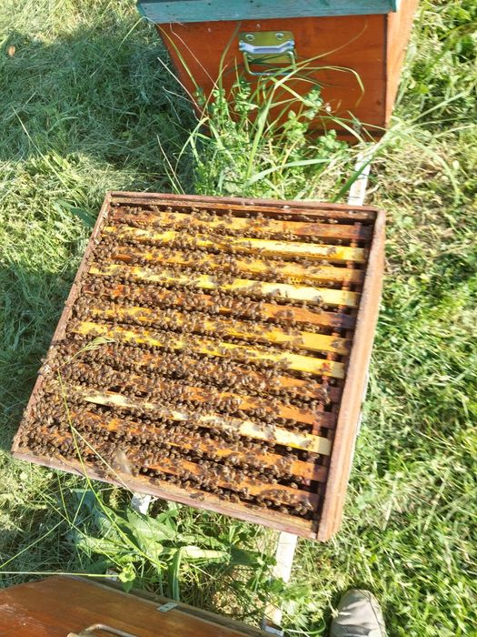 Vand 4 familii de albine .