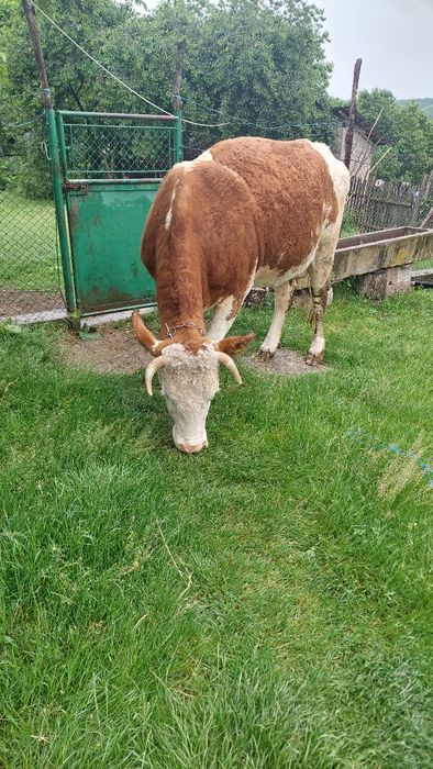 Vaca gestantă în 8 luni