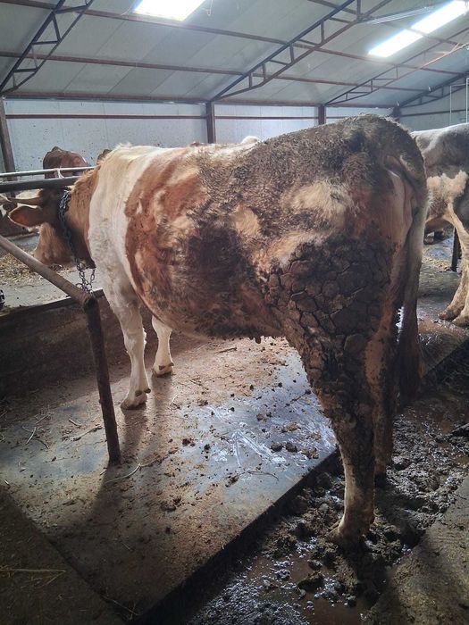 Vand junele gestante