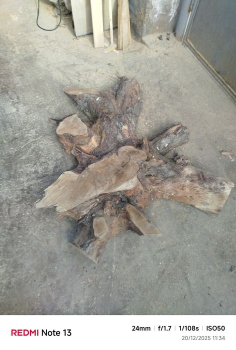 Шайба от корен от орех